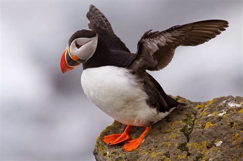 How Cute are Puffins?