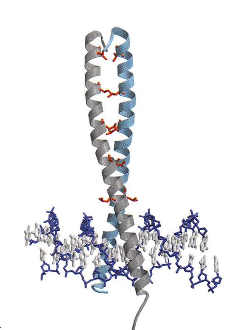 Leucine zippers. Leucine zipper of the yeast activator protein GCN4 ...