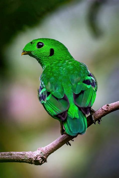 Green Broadbill With Fluffy Beak Seen At Pulau Ubin, Birdwatchers ...