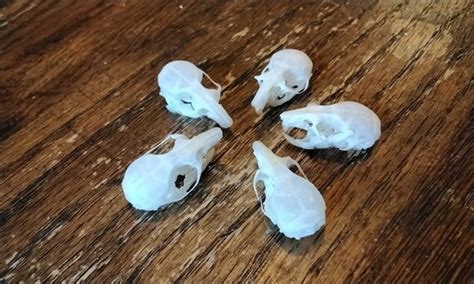 Mouse Skull Real for 1 Complete Skull Lot1 From Mn. USA - Etsy