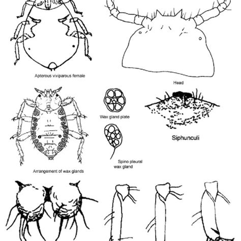 Apterous adult and body parts of sugarcane wooly aphid | Download ...