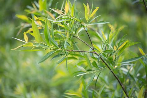 How to Grow and Care for Black Willow (Salix nigra)