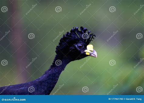 Great Curassow 839994 stock image. Image of rubra, costa - 177961783