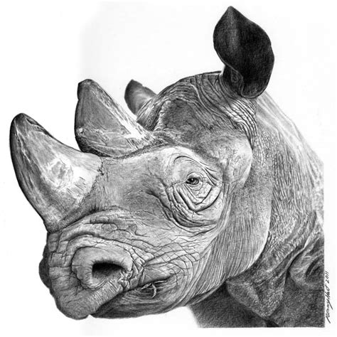 Pencil Drawing - Mzima The Rhino by Ronny Hart | Drawings | Pinterest ...