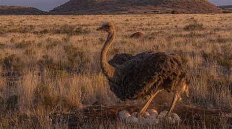 Emu Farming: An In-Depth Guide on Raising Emus