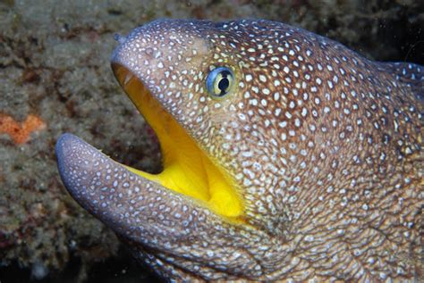 Yellow-mouth moray eel | Project Noah