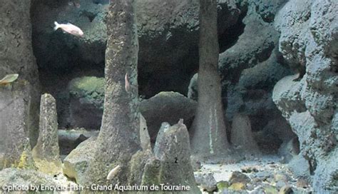 an image of the inside of a cave with trees and rocks in it's natural ...