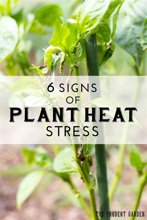 6 Signs of Plant Heat Stress