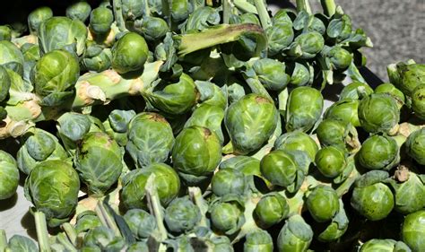 Brussel Sprouts For Sale Free Stock Photo - Public Domain Pictures