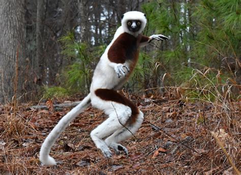 Coquerel’s Sifaka - Duke Lemur Center