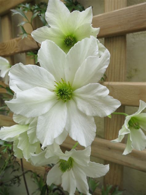 White Clematis, White Iris and Baby Beauty | mybeautfulthings