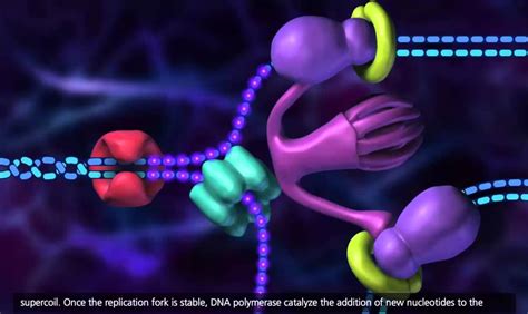 DNA Replication Process [3D Animation] | Biology, Science biology, Dna ...