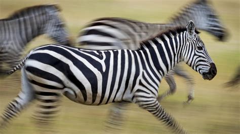 Scientists find answer to why zebras have stripes | KidsNews