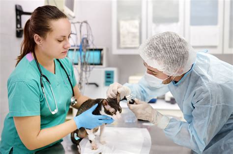 Veterinary Technician Career Overview | Vet Career Schools