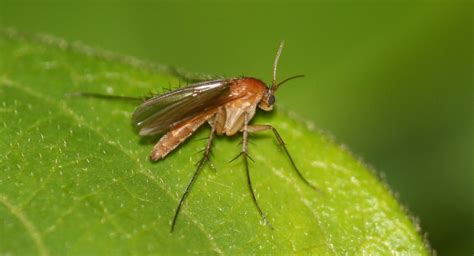 How to Identify and Manage Fungus Gnats | NewPro Blog