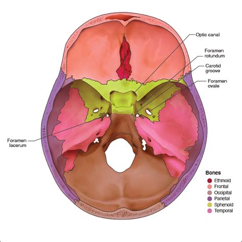 Optic Foramen Sphenoid Bone