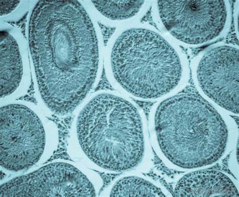 Cell Membrane Is Made Up Of Which Component