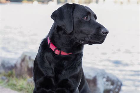 Black English Labrador Retriever Puppies