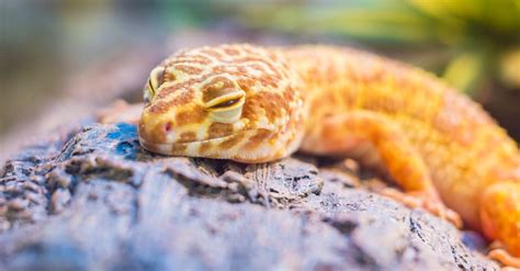 Yellow Lizard on Gray Stone · Free Stock Photo