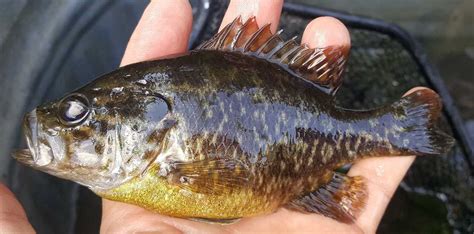 Sunfish vs Bluegill Identification Guide