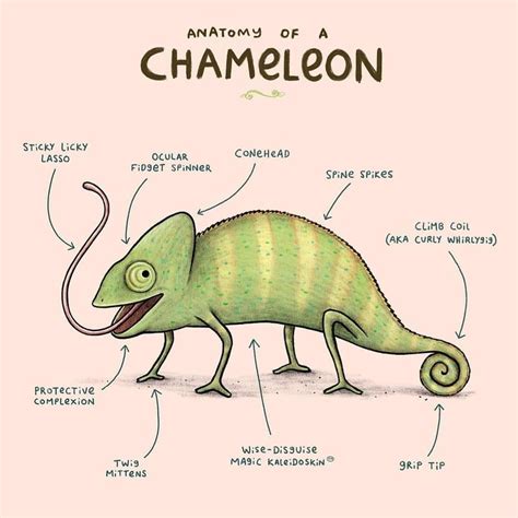 Sophie Corrigan on Instagram: “Anatomy of a Chameleon 🦎 ・・・ From my ...