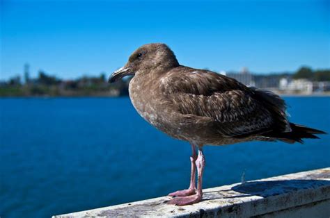 Brown gull - Pentax User Photo Gallery