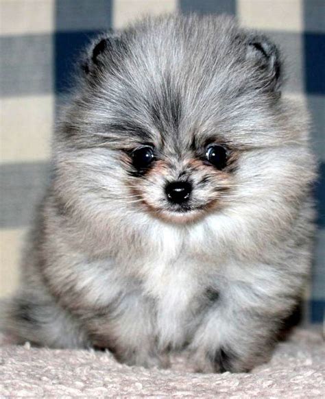 Blue Merle Pomeranian | Blue merle pomeranian, Dogs and puppies ...