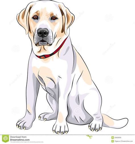 Precious sketch | Labrador retriever art, Labrador art, Dog drawing