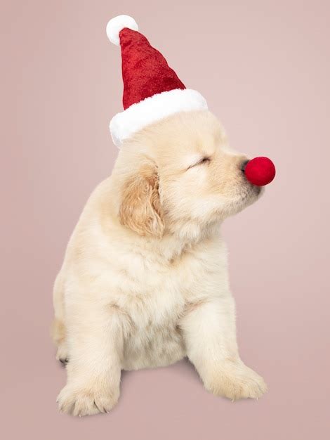 Free Photo | Portrait of a cute golden retriever puppy wearing a santa hat