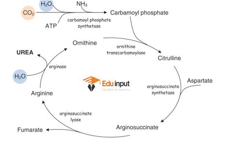 What is Urea Cycle? (History, Reactions, Enzymes, and Steps)