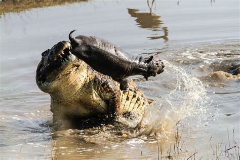 Croc eats baby hippo - Mirror Online