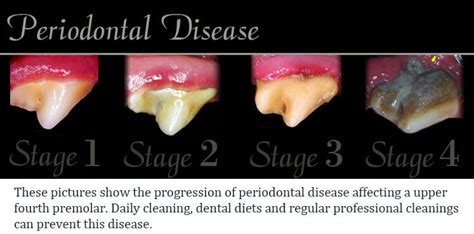 Unhealthy Dog Teeth