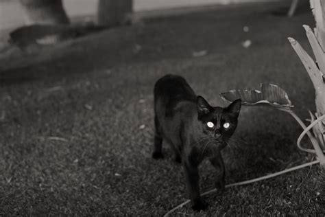 Do Cats Have Night Vision or is it Just a Myth?