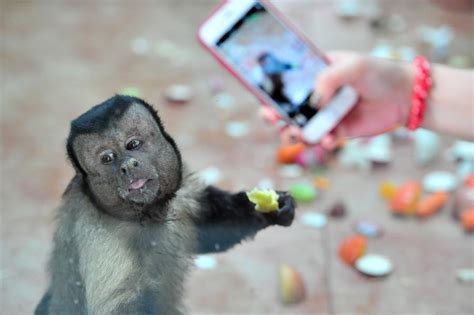 Monkey with 'square human face' is latest online celebrity - Chinadaily ...