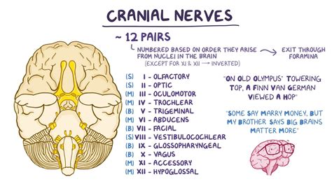 Cranial Nerve 3 Function