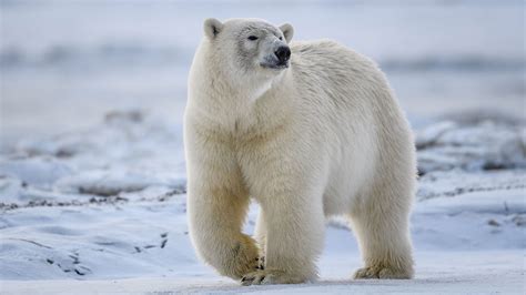 90 Polar Bear Profile Facts: Traits, Cub, Size, Height, More - Mammal Age