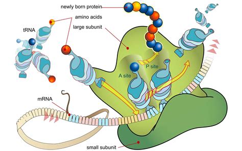 New method can more precisely determine when a cell has ‘cashed’ RNA ...