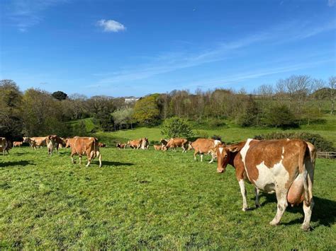 Guernsey Cattle: The Sustainable and Delicious Choice - Nili Ravi