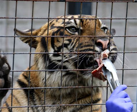 Feeding the Tiger | The Sumatran Tiger are fed at the Toront… | Flickr