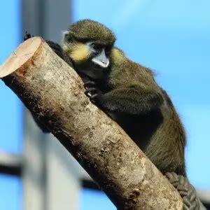 Moustached guenon - Facts, Diet, Habitat & Pictures on Animalia.bio