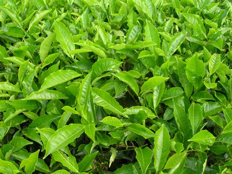 File:Tea plants.jpg - Wikipedia