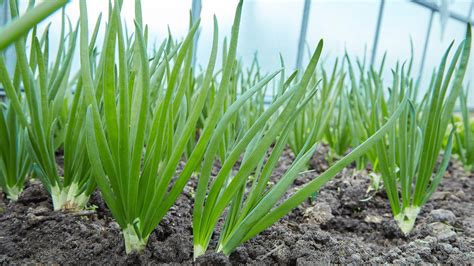 Greatest Growing Green Onions Tips - Blooming Anomaly