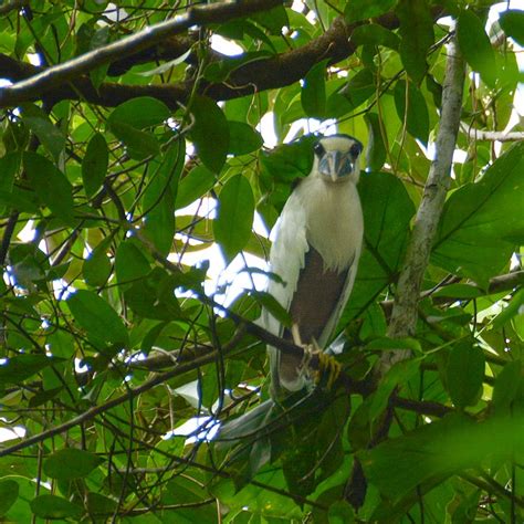 Yasuni National Park - Endangered Ecosystems - Endangered Wonders