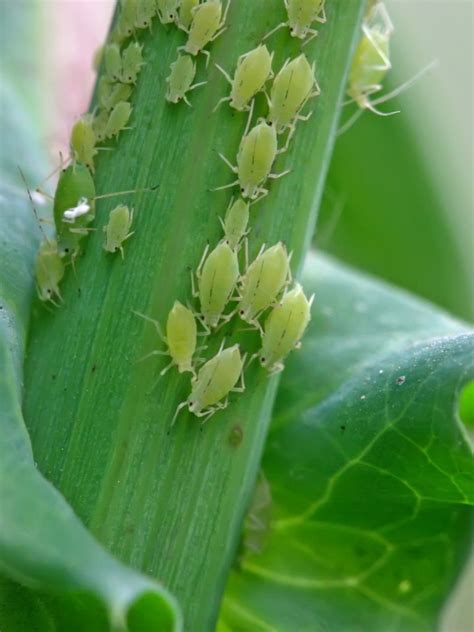 Common Bugs And Pests On Houseplants - Gardening Know How