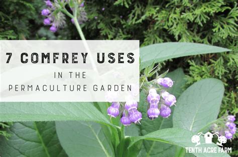 7 Comfrey Uses in the Permaculture Garden - Tenth Acre Farm