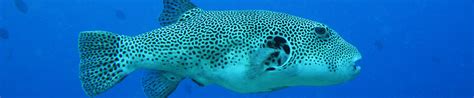 Pufferfishes, toadfishes banner