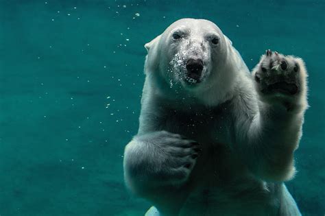 White polar bear swimming, HD wallpaper | Peakpx