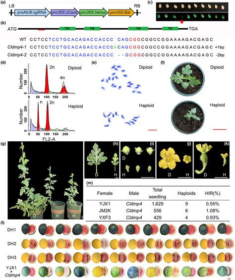 Production of double haploid watermelon via maternal haploid induction ...