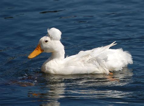 White Crested | Duck breeds, Types of ducks, Duck photo