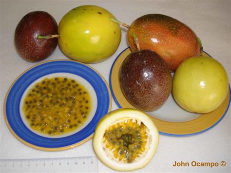 Passion Fruit - Nutrition And Health Benefits | hubpages